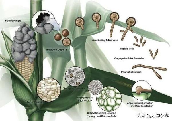 显微镜下的玉米黑粉菌小孢子 图源:wikipedia 黑粉菌感染玉米的过程