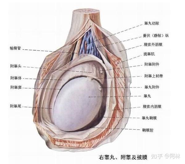 男人的蛋蛋学名叫 "睾丸",是男人 最重要的生殖系统,睾丸上的神经密度