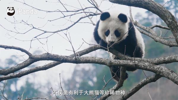 陪你一起经历斗转星移四季交替大熊猫国家公园