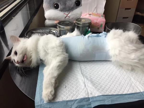 给猫咪绝育是否太残忍