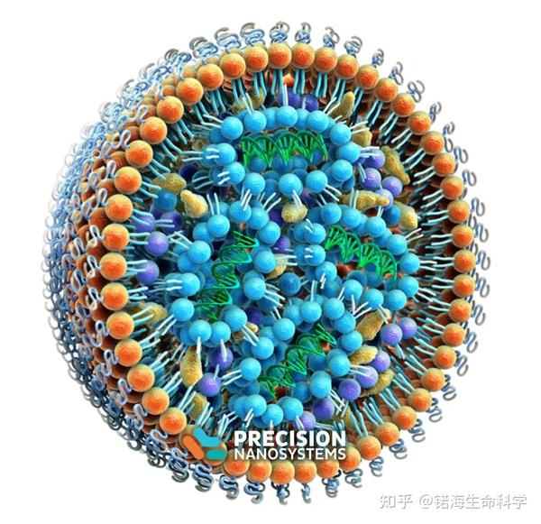 fig.1 precision nanosystems公司展示的核酸脂质纳米粒结构示意图