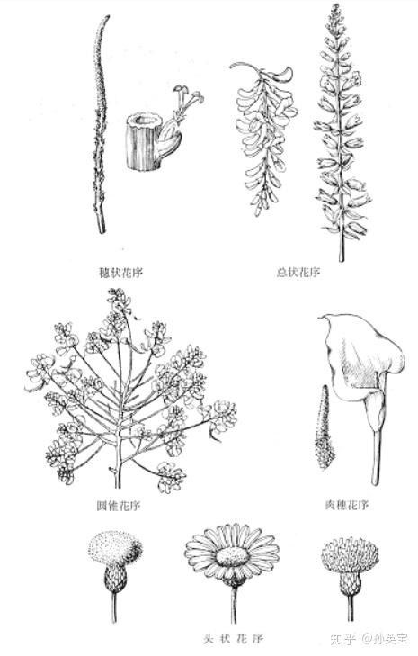植物科学绘画之花序的绘画方法