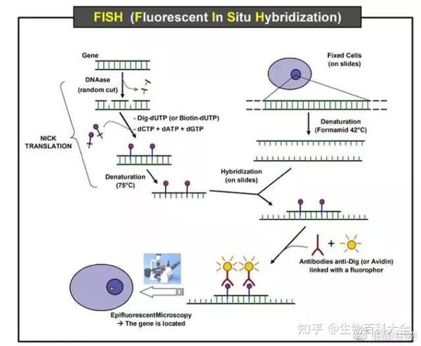 荧光原位杂交技术示意图