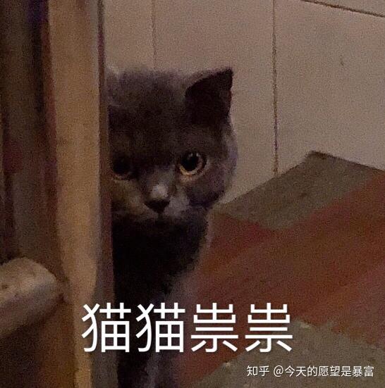 猫咪 戏精=表情包