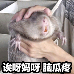 竹鼠这么可爱,为什么要吃竹鼠?