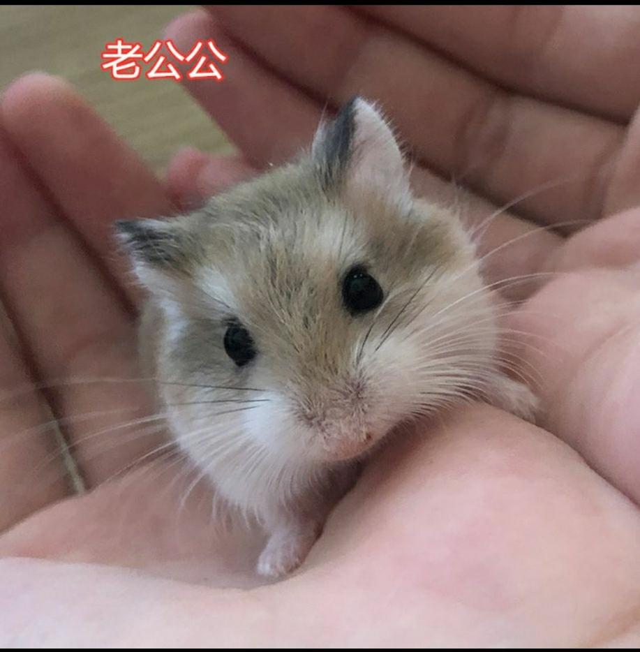 买了一只仓鼠但不知道是什么品种
