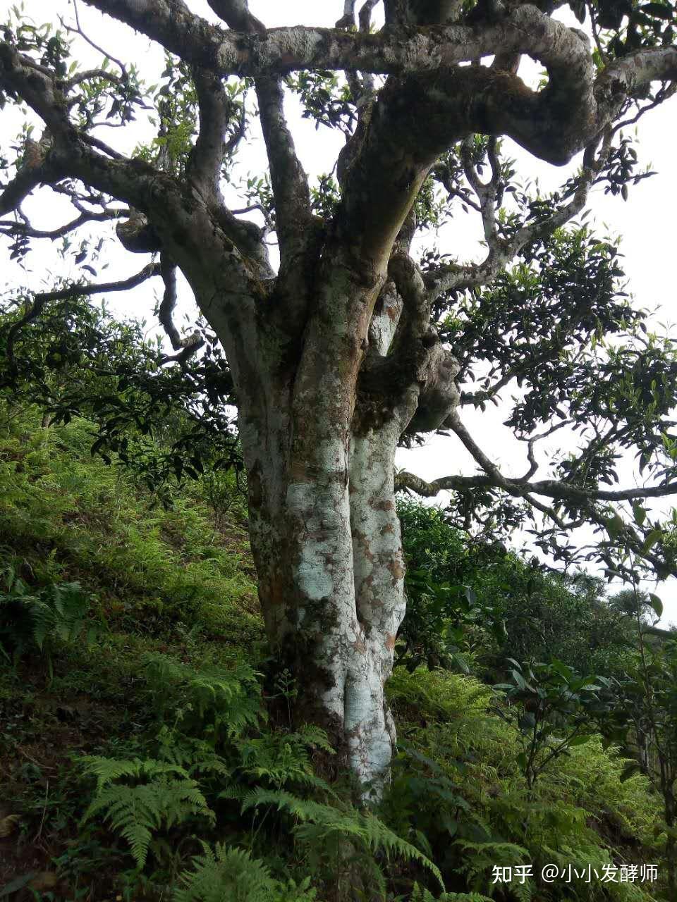 镇沅千家寨2700年野生古茶树在2001年和台湾天福茗茶签订领养古树茶