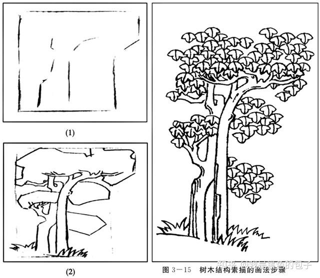 树的明暗面怎么画