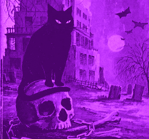 电影的名字一样 明明是可爱又迷人的形象 为啥在欧洲中世纪 黑猫会被