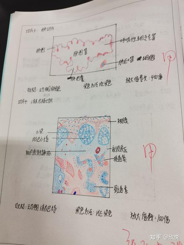 循环与消化系统的红蓝铅笔图