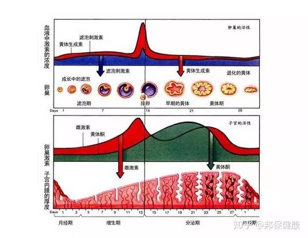 子宫内膜太厚会影响怀孕吗?