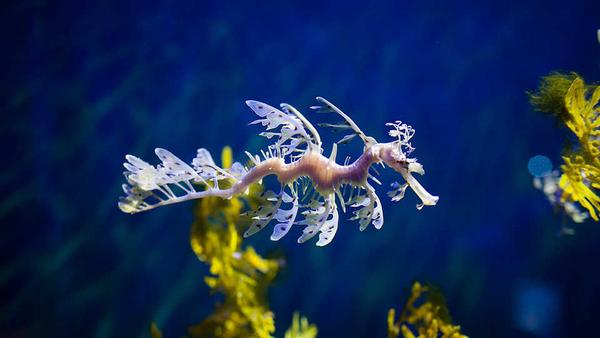 https://www.calacademy.org/explore-science/leafy-seadragon