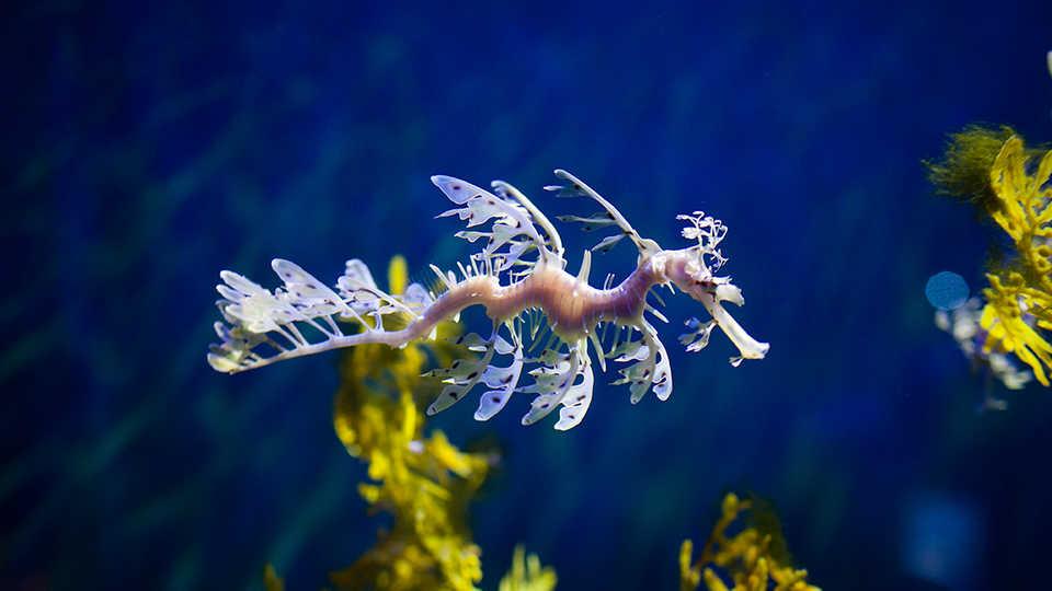 org/explore-science/leafy-seadragon叶海龙生活在澳大利亚西南 4-30