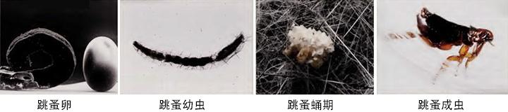 跳蚤卵用药能消灭吗?