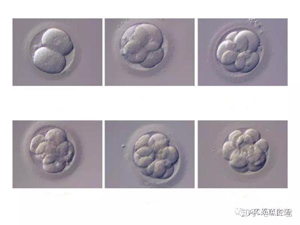 在实验室中生长了三天的胚胎被称为卵裂期胚胎,胚胎在移植前继续培育
