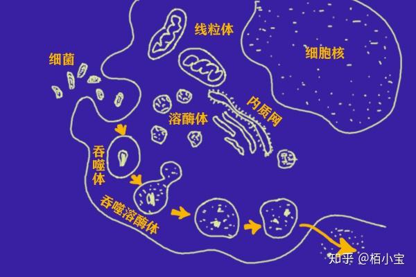 人体的卫士——白细胞
