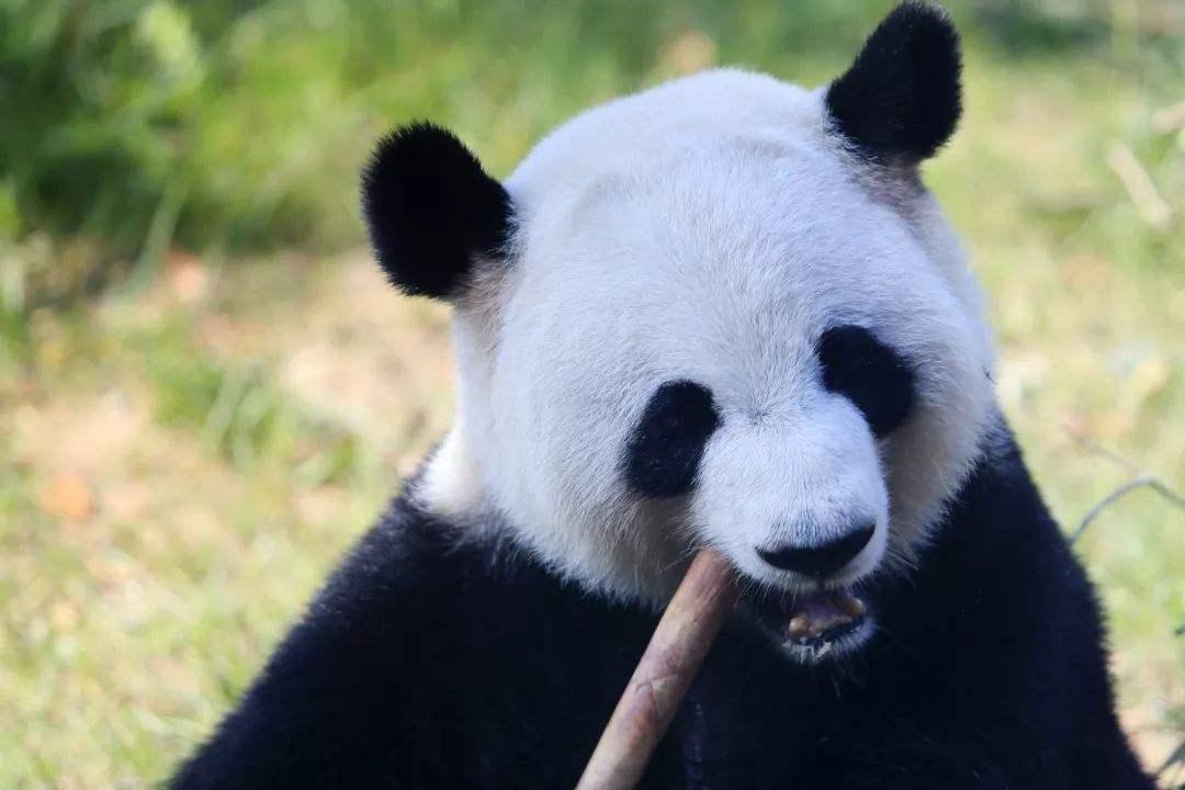 史上第一只被无辜毒死的大熊猫