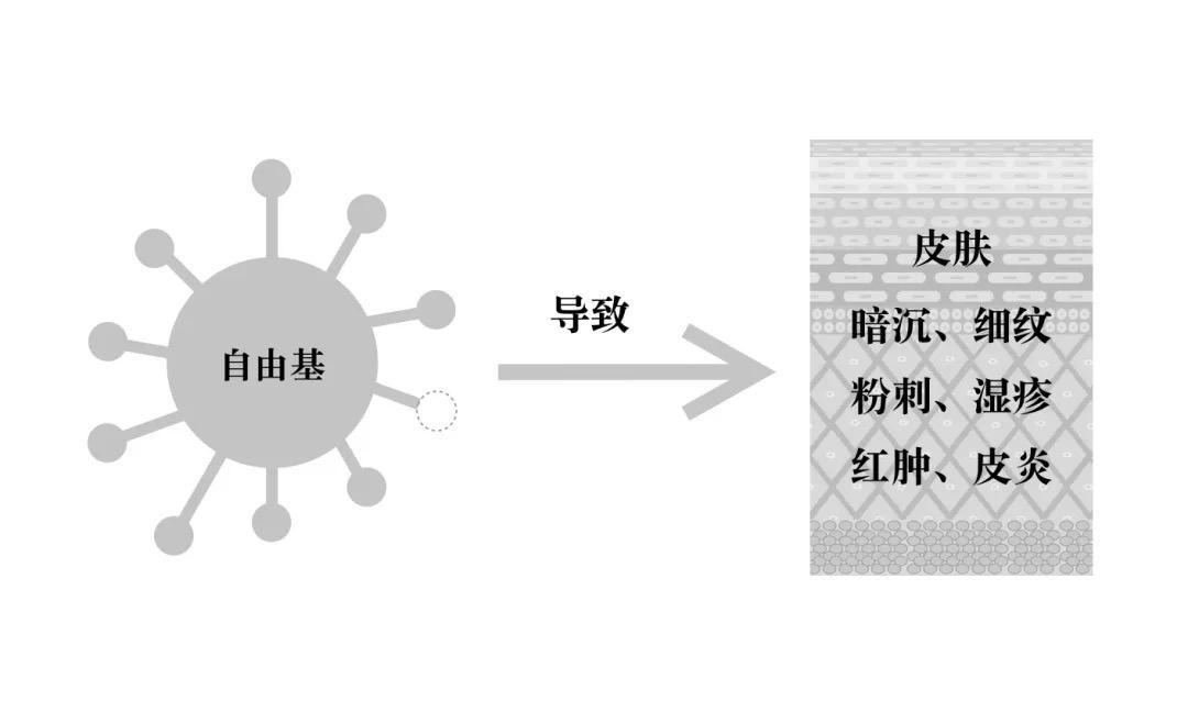 科普皮肤为什么要抗氧化