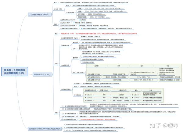 医学免疫学思维导图七白细胞分化抗原和黏附分子