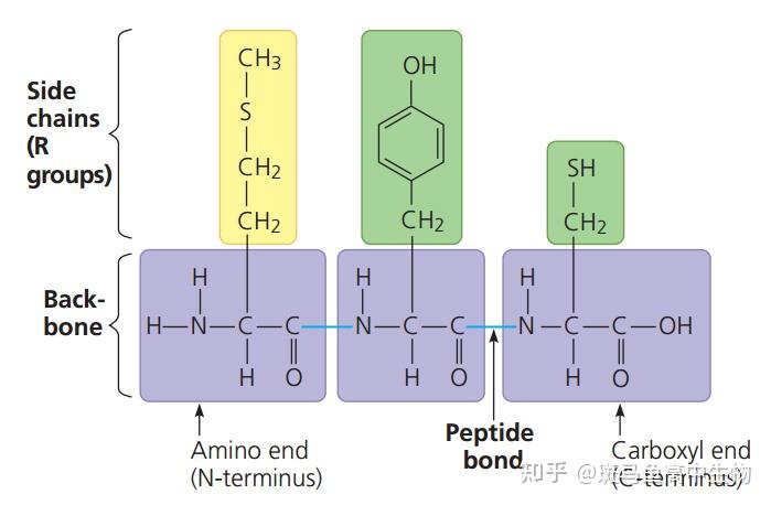 氨基酸分子结构式r基和氨基书写的位置是人字的吗? ?