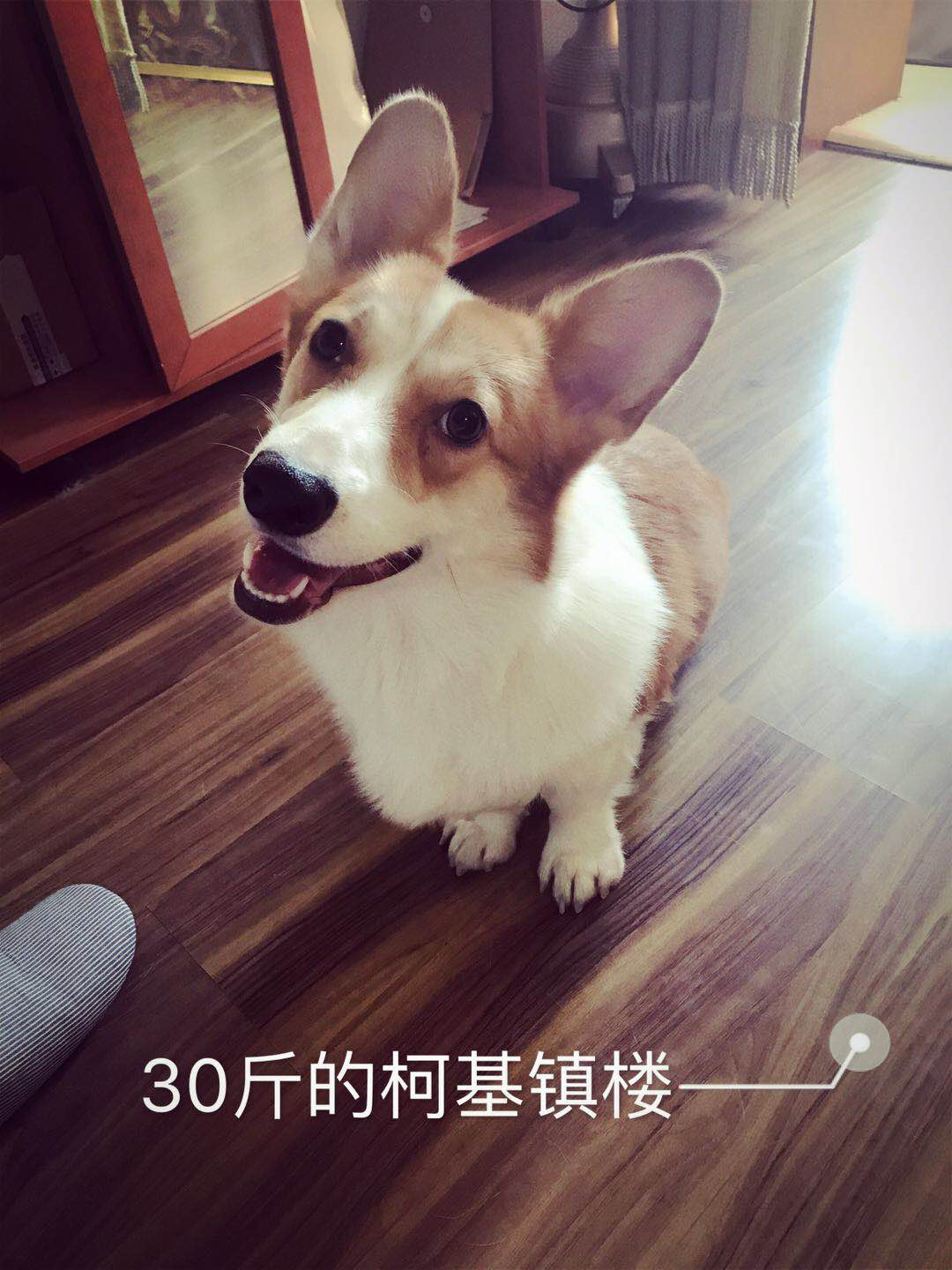 最后我抱着我家狗从一米高的地方跳到茶几上 咣当,茶几碎了,我的脚扭