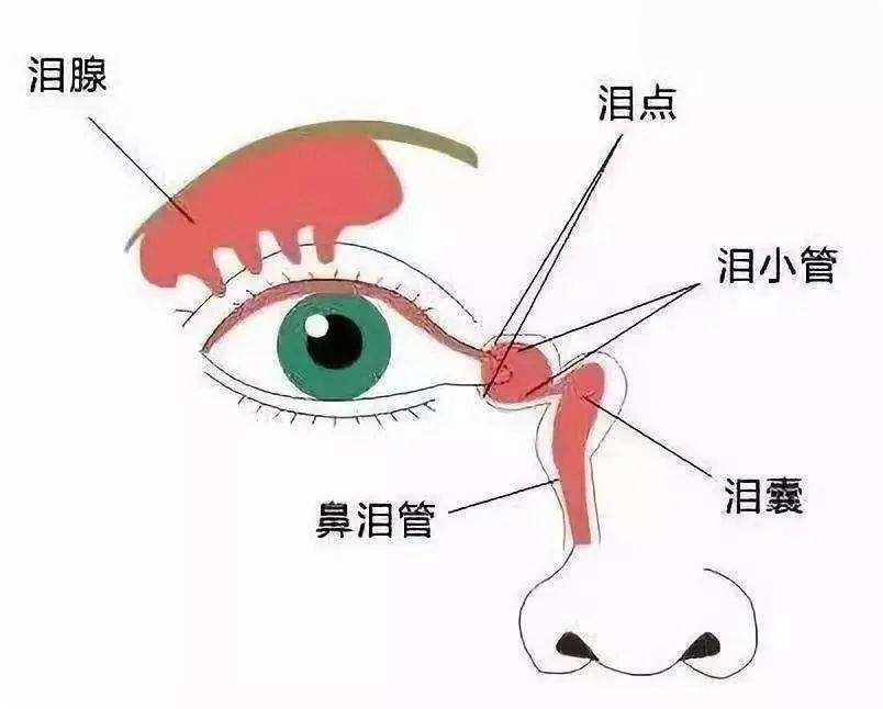 孩子眼睛总是泪汪汪的爸妈可得当心