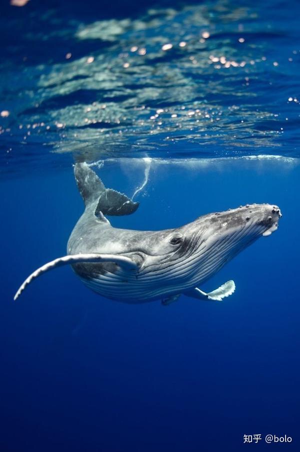 这里面我最喜欢的就是蓝鲸了,它是唯一一个如此巨大让我喜欢的物种