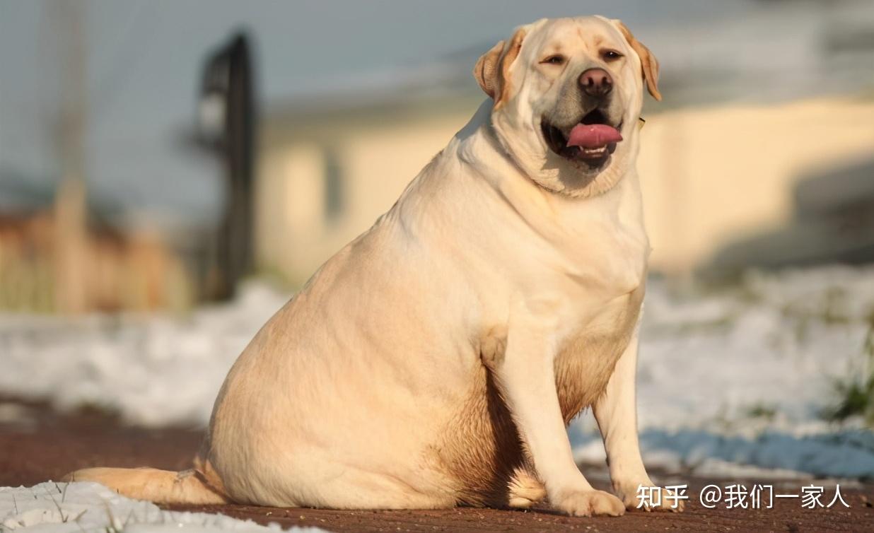 揭露拉布拉多不为人知的一面为什么它那么能吃