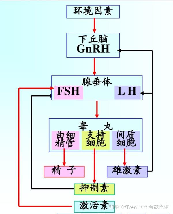 所有合成代谢类固醇的基础,健美必不可少的天然与合成激素—睾酮(下