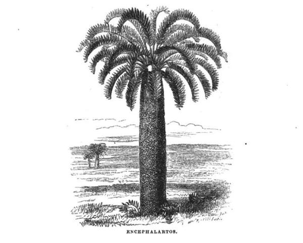 1857年插图,最孤独的伍德苏铁,仅剩最后一棵雄树