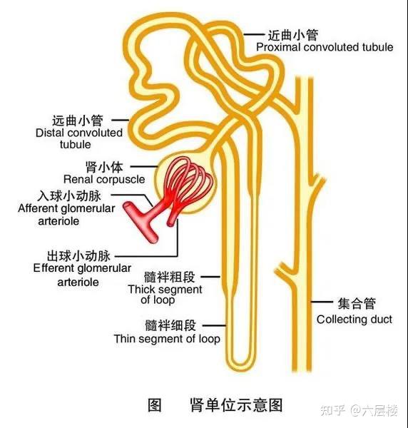 肾小球的血管壁和肾小囊腔壁都非常薄,仅由一层细胞构成,有利于进行