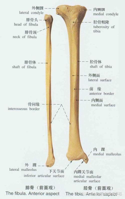 唯一让我觉得还比较好看的就是胫骨的前缘部分了.