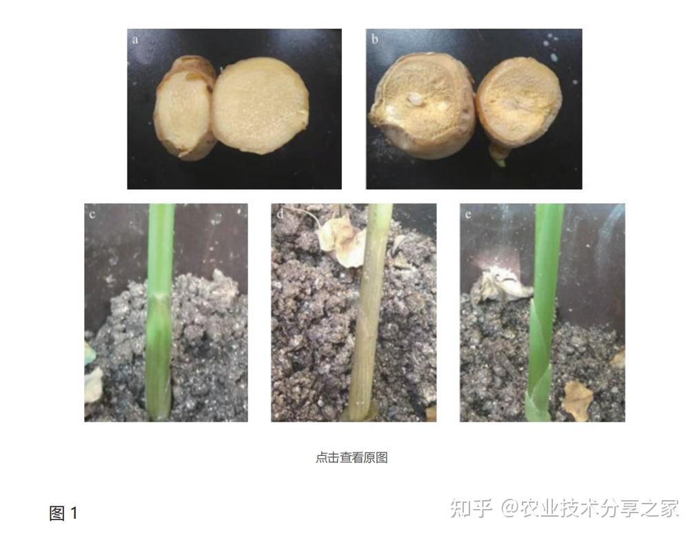 30 ℃培养48 h即可在直径9 cm的平板中长满白色菌丝, 菌丝茂密