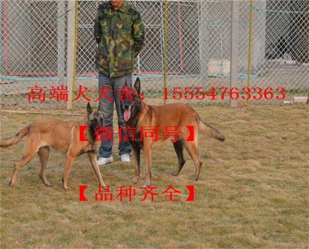 重庆马犬幼犬价格黑狼犬价格行情