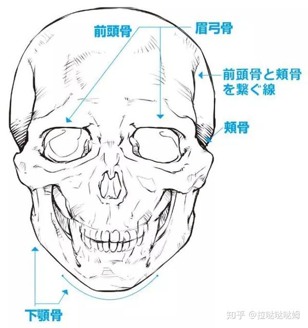 【推荐】如何绘画表情?仔细讲解面部表情所使用的肌肉和骨骼!