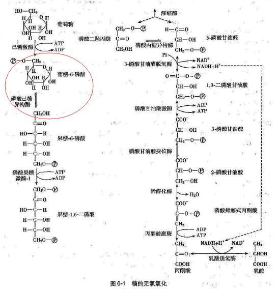 葡糖6磷酸在糖代谢中的地位