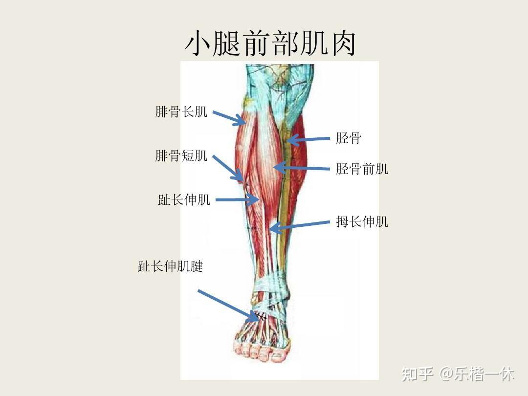 跑步老是小腿前面肌肉有点疼是姿势不对吗