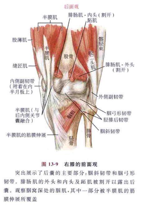 故可知半月板有损伤,而与半月板直接相连的肌肉就包括半膜肌,且半膜肌