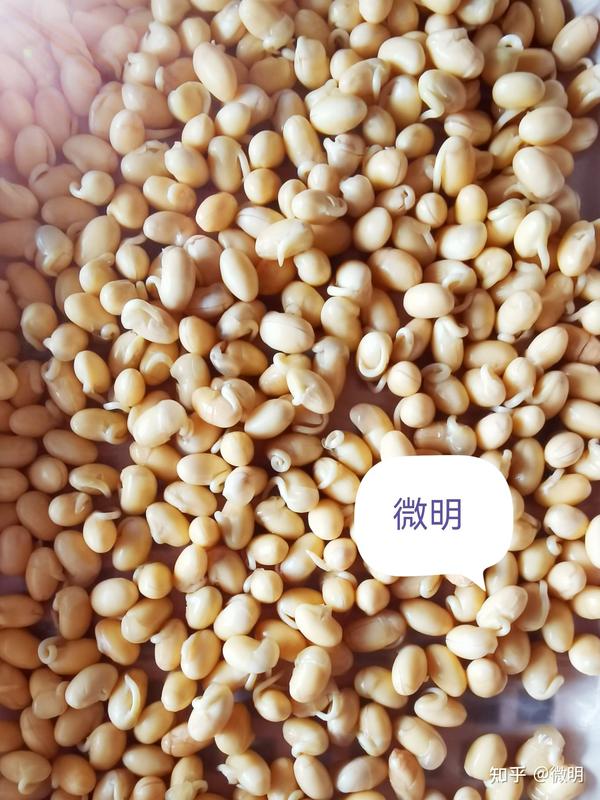 蔬菜种植家庭简易版实践之黄豆芽1 知乎