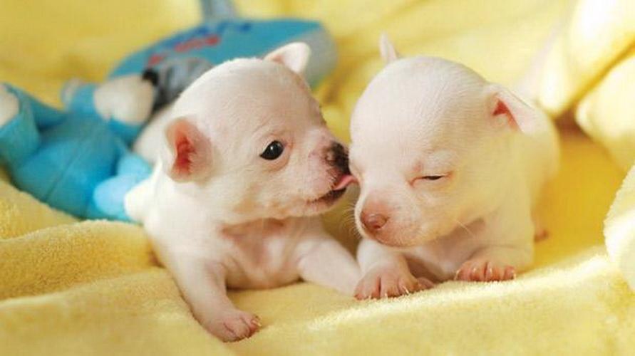 刚出生的小狗是非常无助的,它们天生功能性耳聋(耳道紧闭)和失明(眼睑