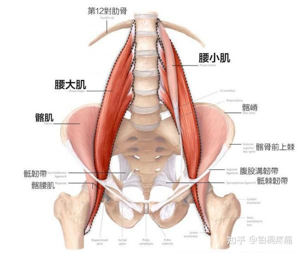 腰肌劳损比急性扭伤伤害更大 腰部的肌肉包裹着脆弱的腰椎,平常这些