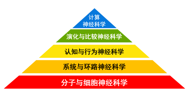 概述神经科学脑科学研究什么