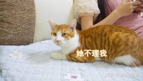 饭后派出第二只萌猫桔子 貌似女主人有点忍不住了 看样子还是桔子