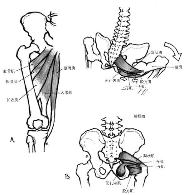 在骨与骨发生撞击之前,这个阻碍就已经产生了,因为屈髋肌就夹在躯干与