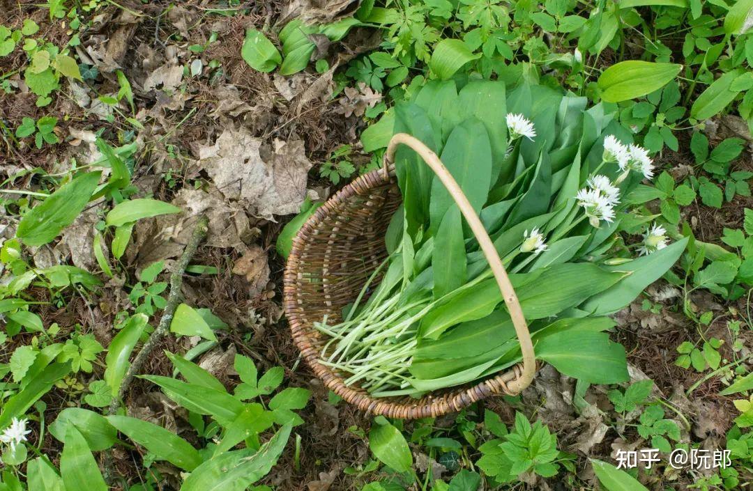 英国采摘野韭菜违法什么也挡不住吃货之心