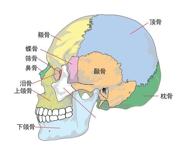 例如额骨与两侧顶骨连接处是冠状缝,两侧顶骨之间是矢状缝,枕骨与顶骨