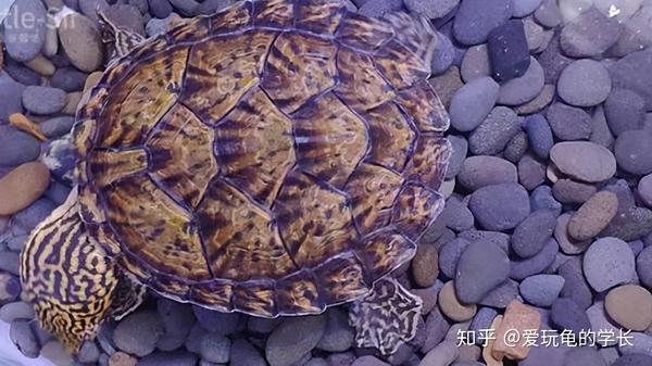 麝香龟的混种能力特别强,可以和剃刀成功交配并产生后代,与巨头,虎纹