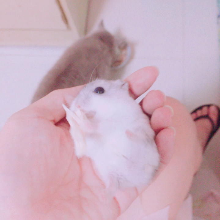可以同时养仓鼠和猫吗?