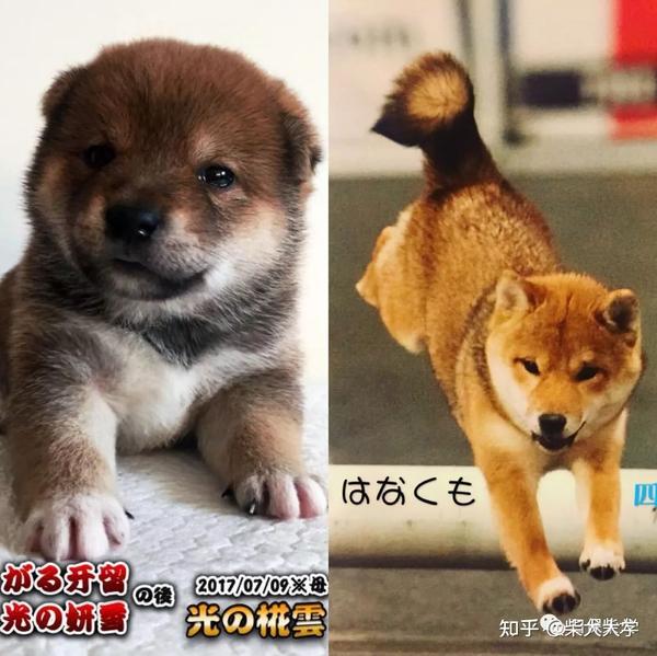 如何挑选柴犬幼崽这三点要素必须具备