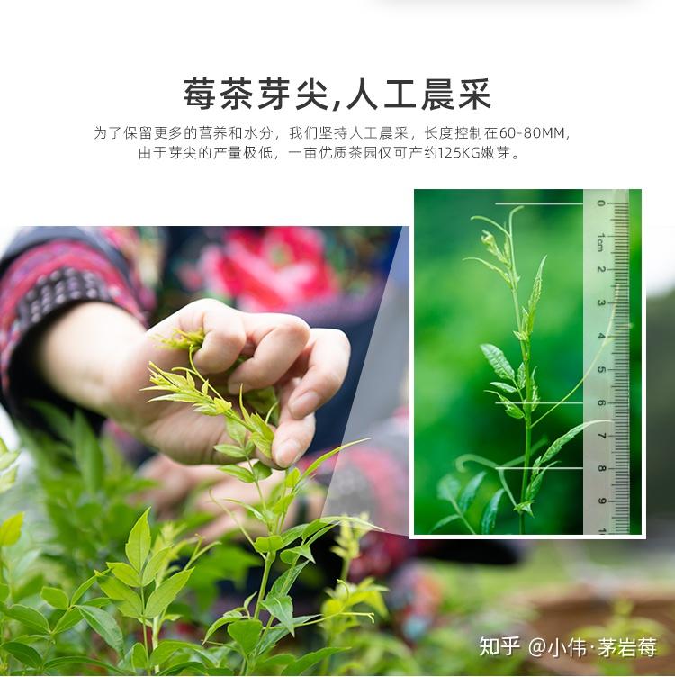 张家界茅岩莓茶是什么茶有哪些功效看完这篇你就懂了